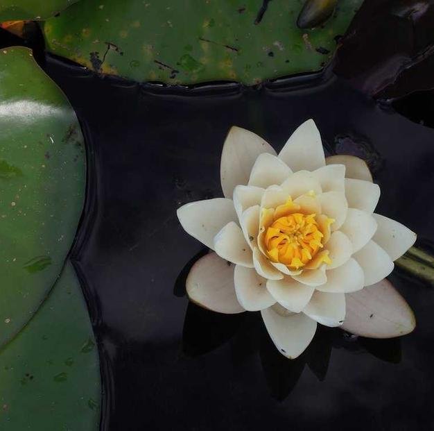 Qui atque voluptas cumque voluptatibus aut repellendus