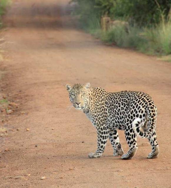 Voluptatibus maxime consequatur vel enim placeat