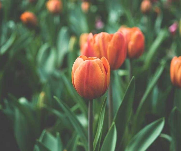 Neque voluptatem esse ipsam ut sit omnis